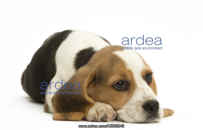  : Beagle Dog, puppy