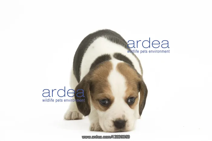  : Beagle Dog, puppy