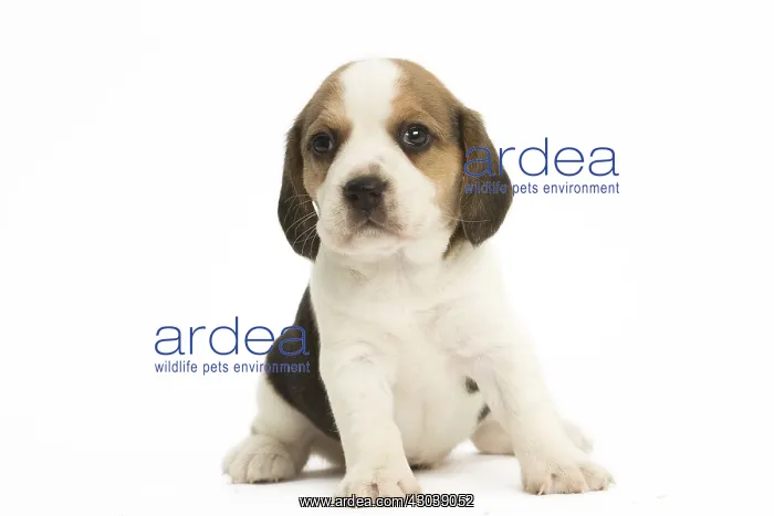  : Beagle Dog, puppy