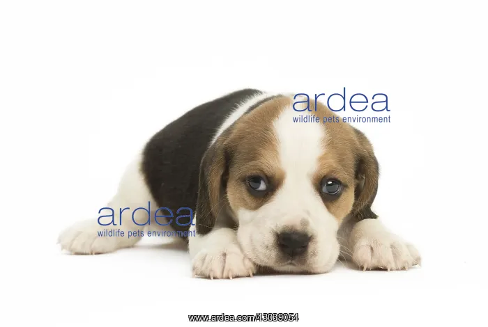  : Beagle Dog, puppy