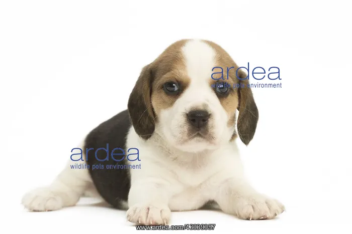  : Beagle Dog, puppy