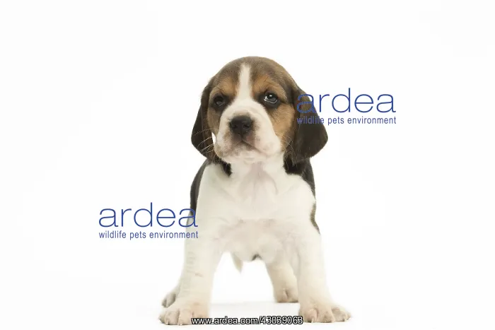  : Beagle Dog, puppy