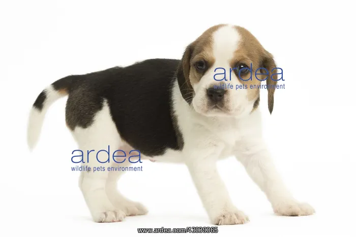  : Beagle Dog, puppy