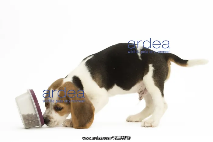  : Beagle Dog, puppy