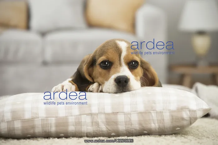 : Beagle Dog, puppy
