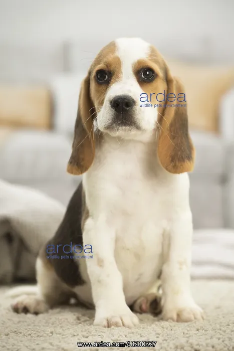  : Beagle Dog, puppy