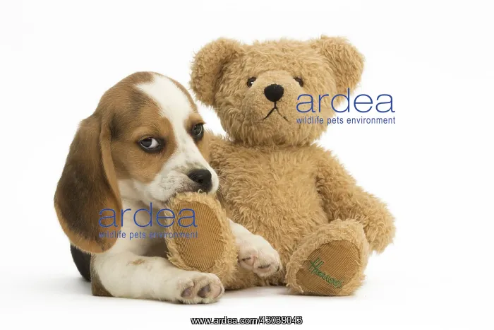  : Beagle Dog, puppy Beagle Dog, puppy