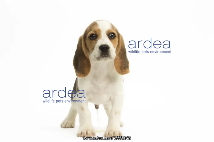  : Beagle Dog, puppy Beagle Dog, puppy