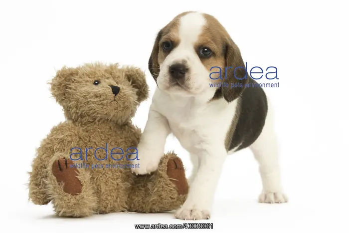  : Beagle Dog, puppy Beagle Dog, puppy