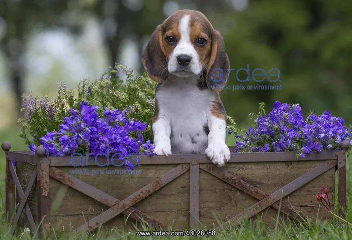  : Beagle Dog, puppy in garden