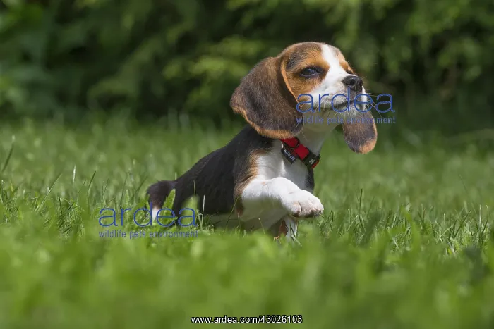  : Beagle Dog, puppy in garden