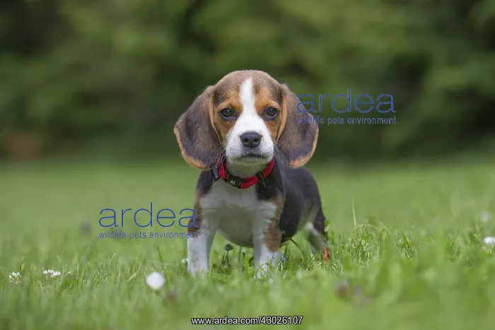  : Beagle Dog, puppy in garden