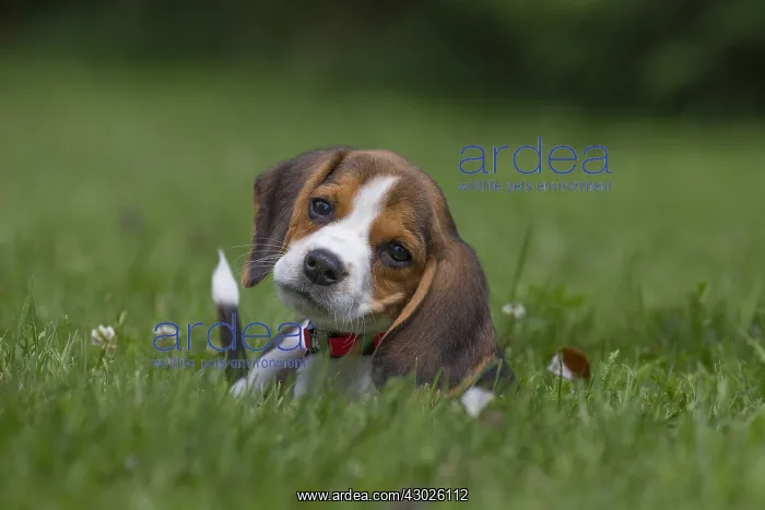  : Beagle Dog, puppy in garden