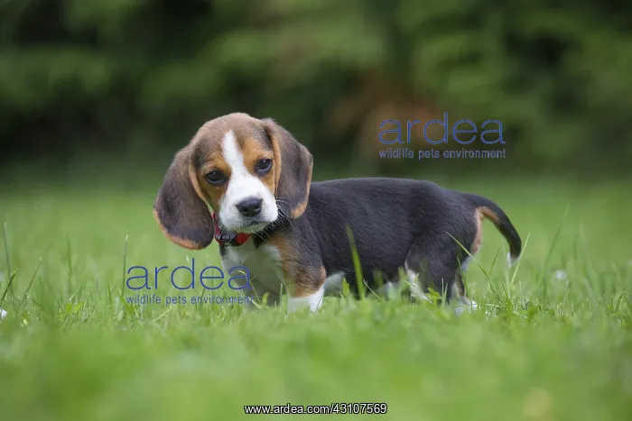  : Beagle Dog, puppy in garden