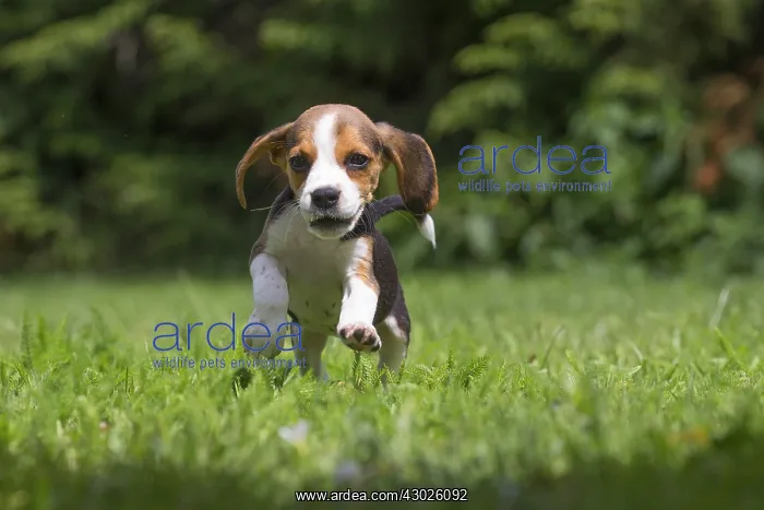 : Beagle Dog, puppy in garden Beagle Dog, puppy in : Beagle Dog, puppy in garden Beagle Dog, puppy in