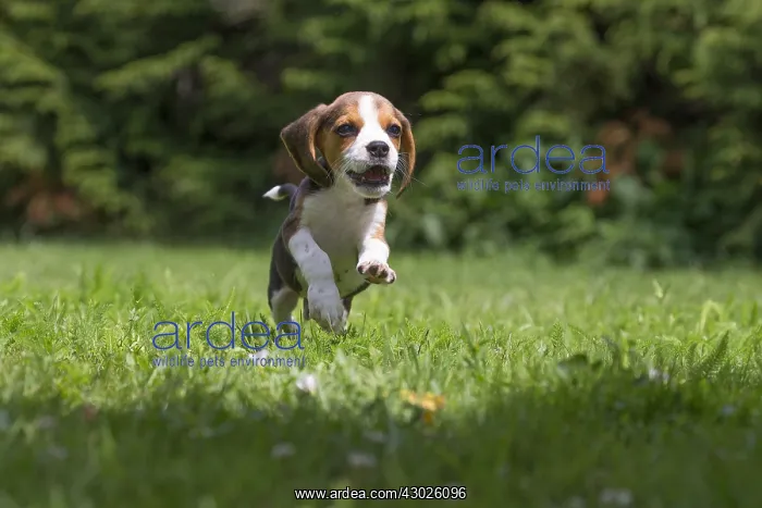  : Beagle Dog, puppy in garden Beagle Dog, puppy in