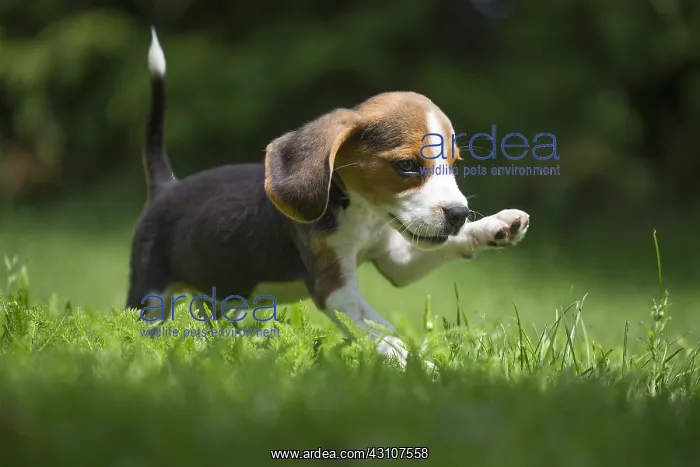 : Beagle Dog, puppy in garden Beagle Dog, puppy in : Beagle Dog, puppy in garden Beagle Dog, puppy in