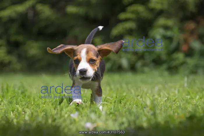 : Beagle Dog, puppy in garden Beagle Dog, puppy in : Beagle Dog, puppy in garden Beagle Dog, puppy in