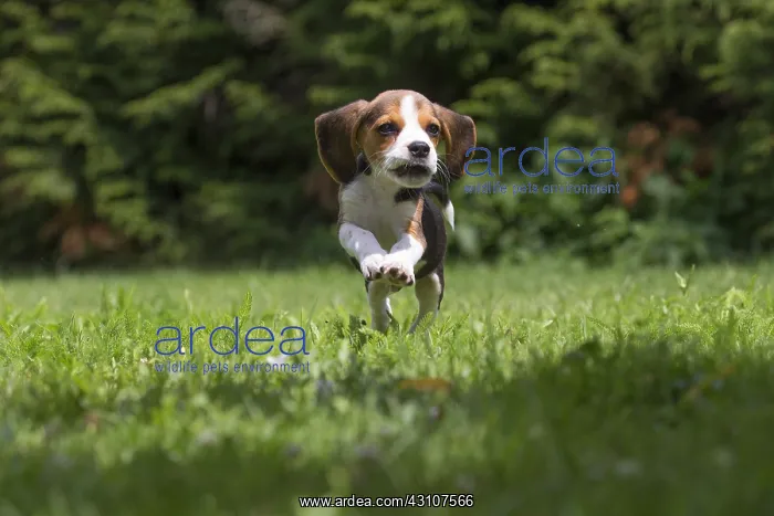 : Beagle Dog, puppy in garden Beagle Dog, puppy in : Beagle Dog, puppy in garden Beagle Dog, puppy in