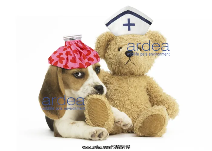 : Beagle Dog, puppy with ice pack, cuddly toy teddy : Beagle Dog, puppy with ice pack, cuddly toy teddy