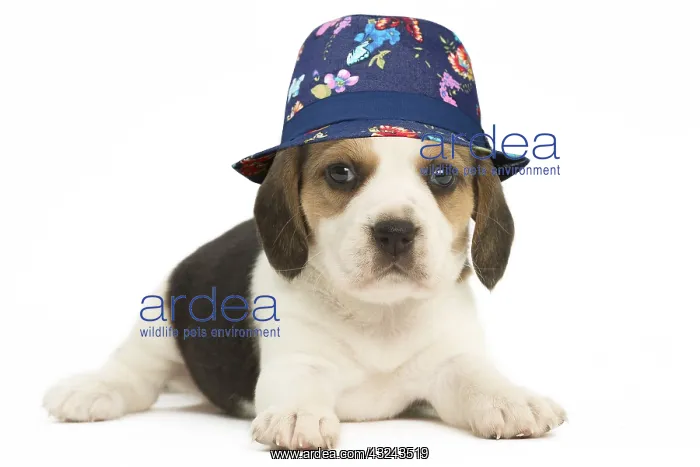 : Beagle Dog, puppy wearing a blue floral hat : Beagle Dog, puppy wearing a blue floral hat