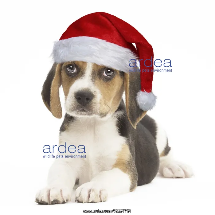  : Beagle Dog, puppy wearing Christmas hat