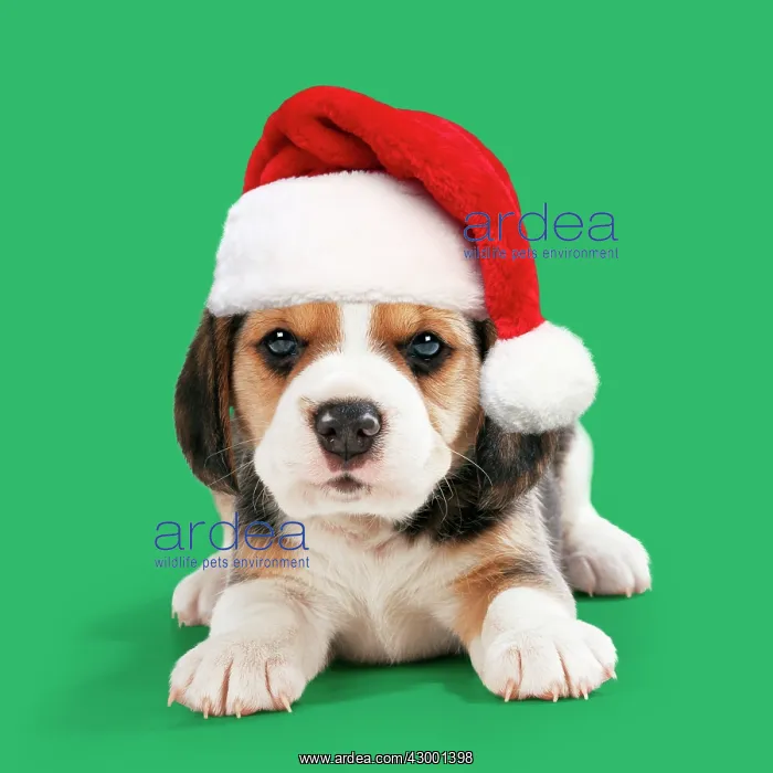 : Beagle Dog, puppy wearing Christmas Santa hat Beagle : Beagle Dog, puppy wearing Christmas Santa hat Beagle