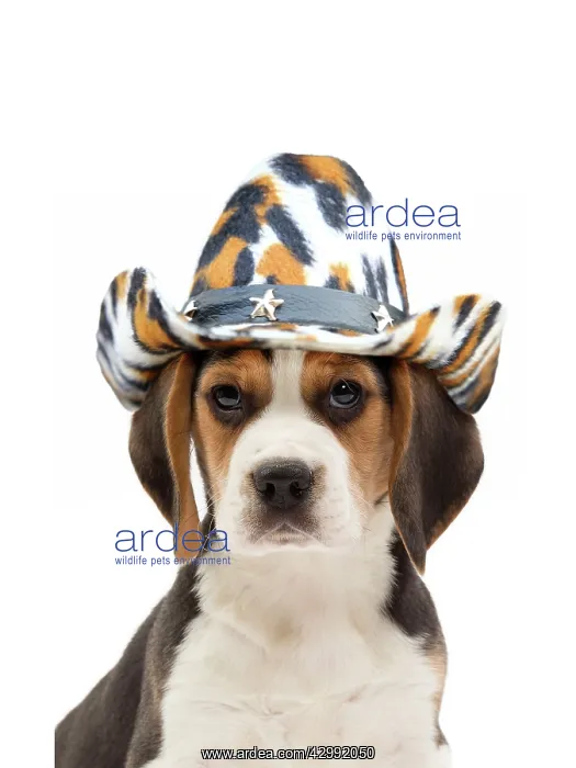 : Beagle Dog, puppy wearing cowboy hat : Beagle Dog, puppy wearing cowboy hat