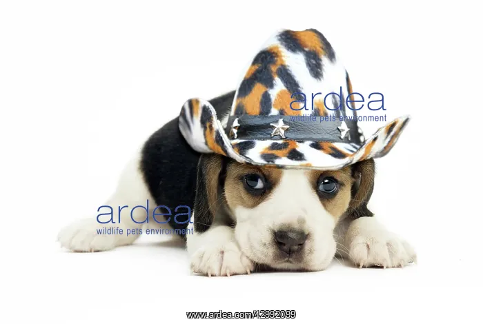 : Beagle Dog, puppy wearing cowboy hat : Beagle Dog, puppy wearing cowboy hat