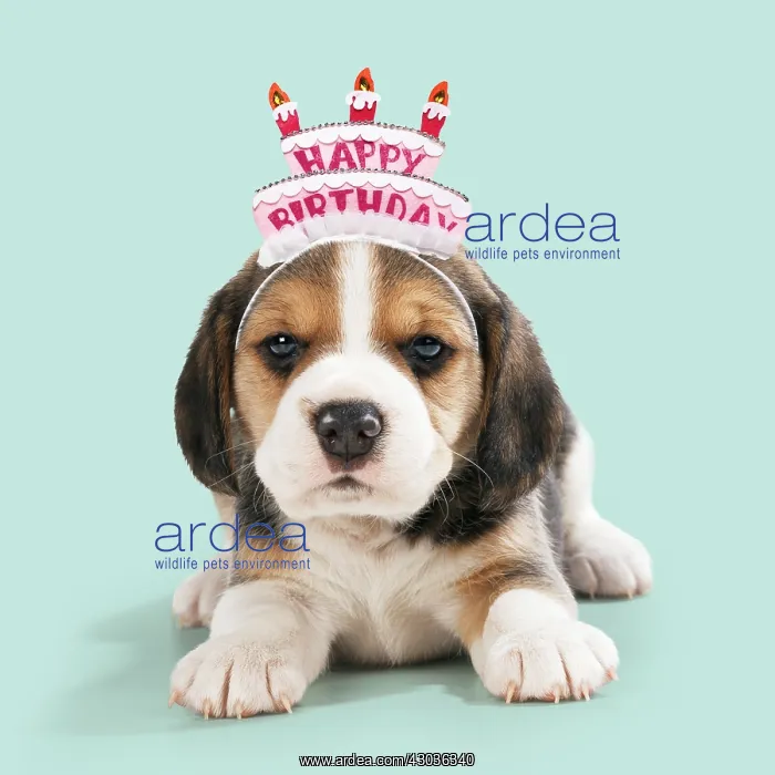 : Beagle Dog, puppy wearing Happy Birthday head band : Beagle Dog, puppy wearing Happy Birthday head band