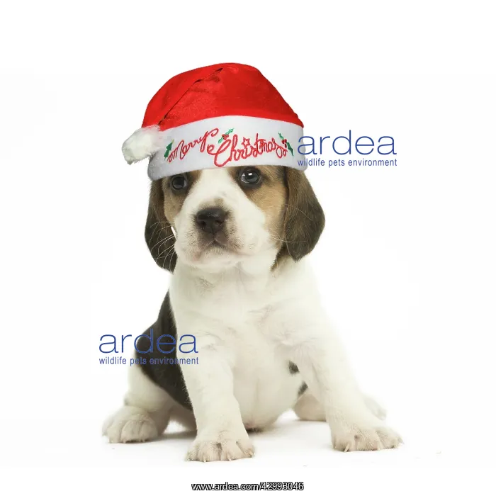 : Beagle Dog, puppy wearing Santa hat : Beagle Dog, puppy wearing Santa hat