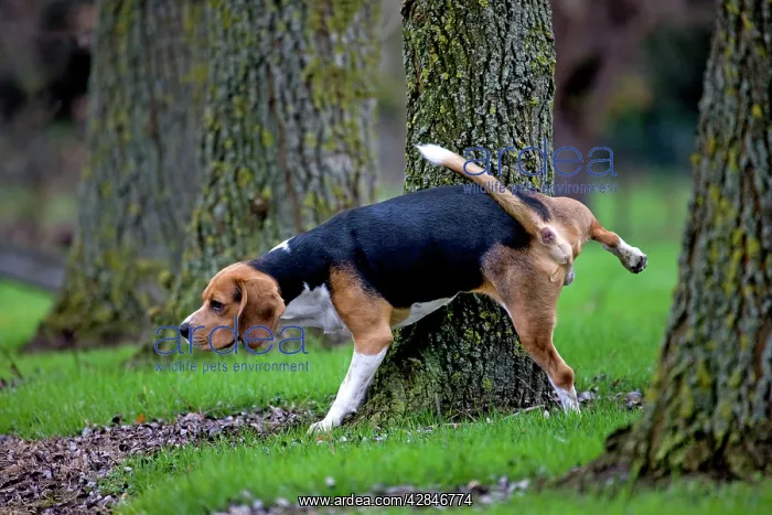  : Beagle dog urinating