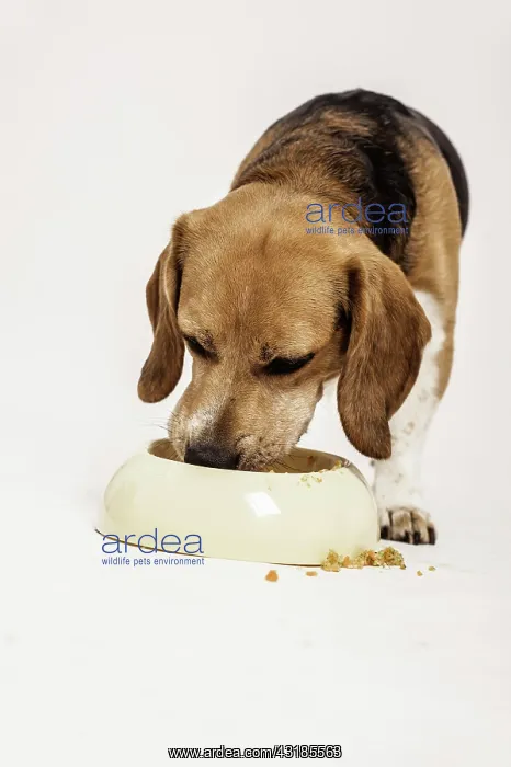 : Beagle feeding from a bowl : Beagle feeding from a bowl