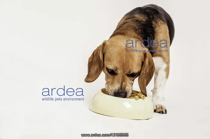 : Beagle feeding on raw meat and vegetables, BARF : Beagle feeding on raw meat and vegetables, BARF