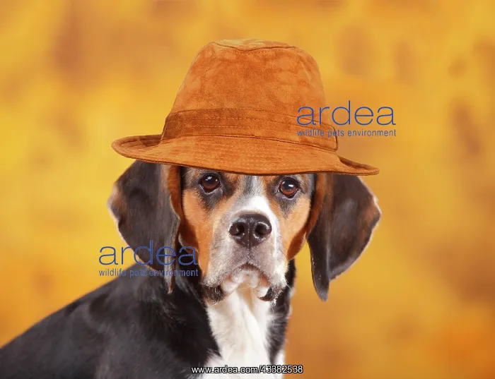 : Beagle, female, animal portrait, autumnal wearing brown hat : Beagle, female, animal portrait, autumnal wearing brown hat