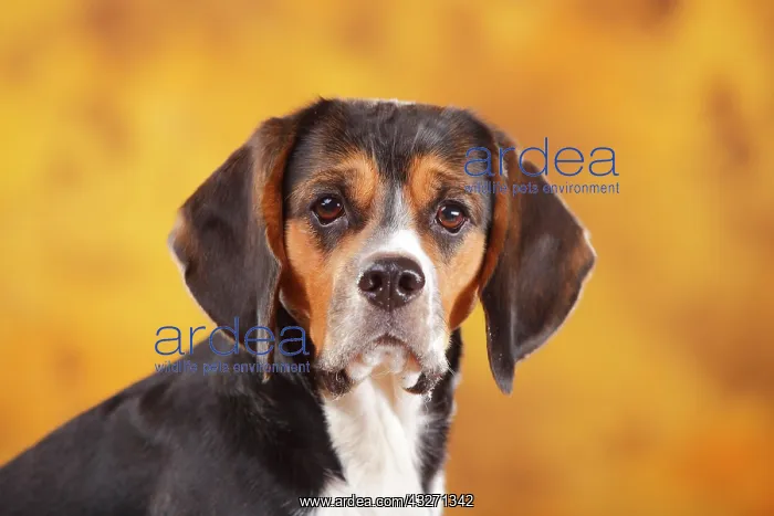 : Beagle, female, animal portrait, autumnal : Beagle, female, animal portrait, autumnal