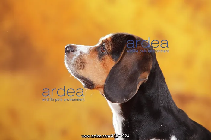 : Beagle, female, animal portrait, autumnal, lateral : Beagle, female, animal portrait, autumnal, lateral
