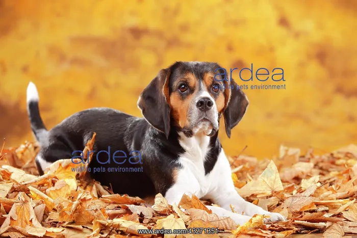 : Beagle, female, lies in autumn leaves : Beagle, female, lies in autumn leaves
