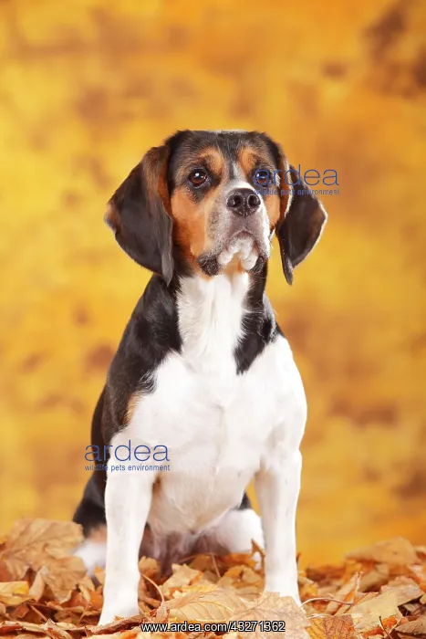 : Beagle, female, sits in autumn leaves : Beagle, female, sits in autumn leaves