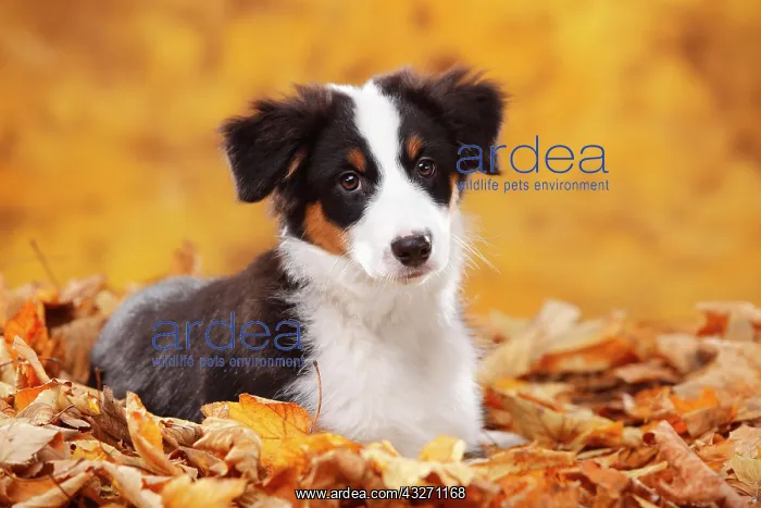 : Beagle, female, standing in autumn leaves : Beagle, female, standing in autumn leaves