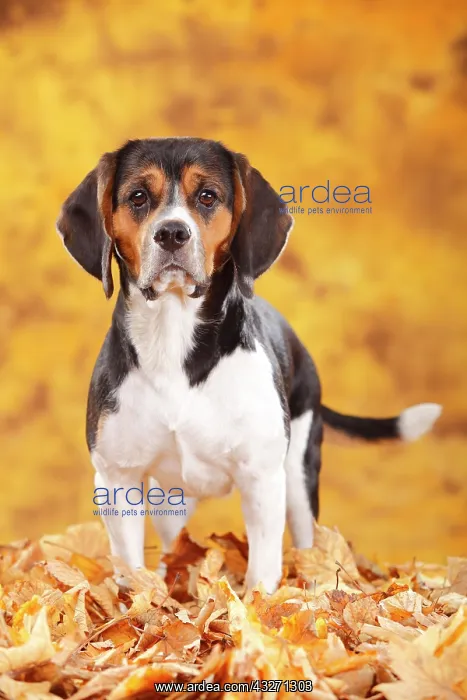 : Beagle, female, standing in autumn leaves : Beagle, female, standing in autumn leaves