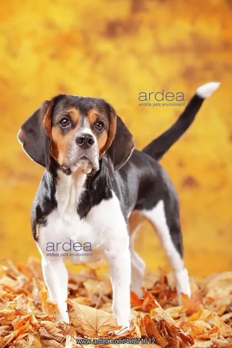 : Beagle, female, standing in autumn leaves : Beagle, female, standing in autumn leaves