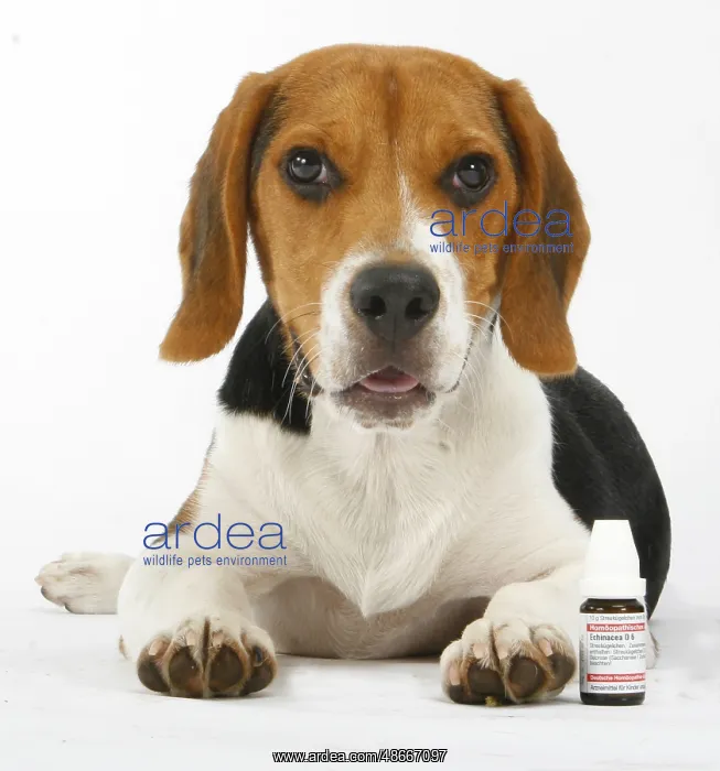  : Beagle with globuli vial, homeopathic, homeopathy