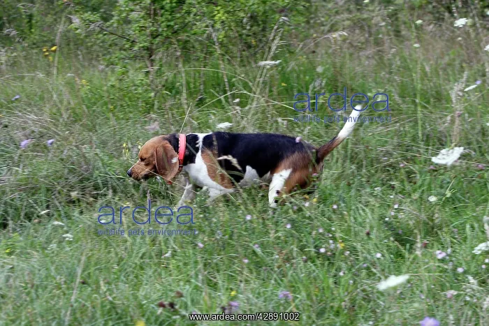 : Beagle - hunting the wild boar : Beagle - hunting the wild boar