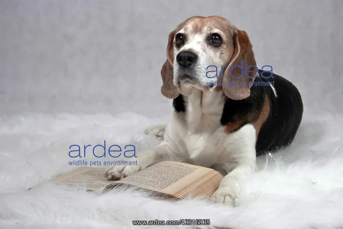 : Beagle lying on a plush blanket in front of an open : Beagle lying on a plush blanket in front of an open