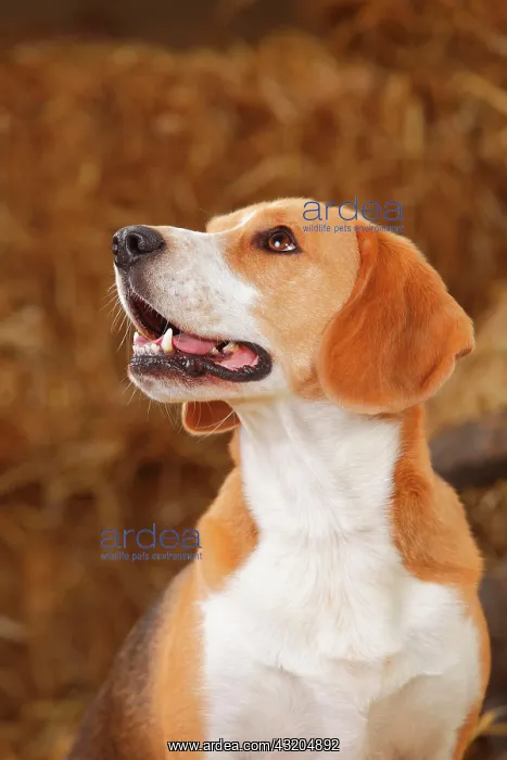 : Beagle, male, animal portrait, lateral with view : Beagle, male, animal portrait, lateral with view