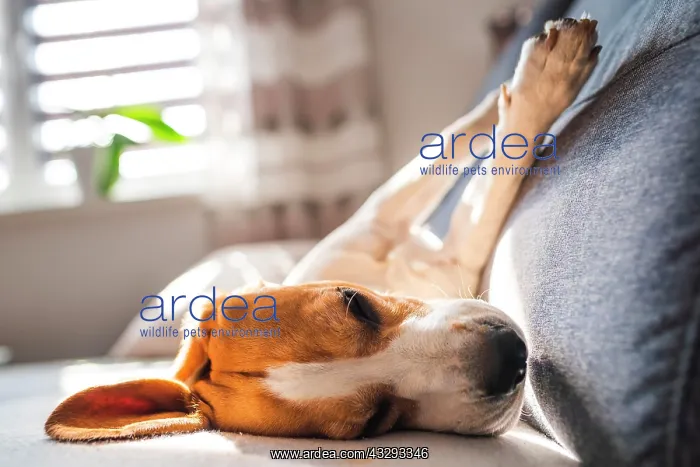 : Beagle, male, lying on sofa, Austria, Europe : Beagle, male, lying on sofa, Austria, Europe