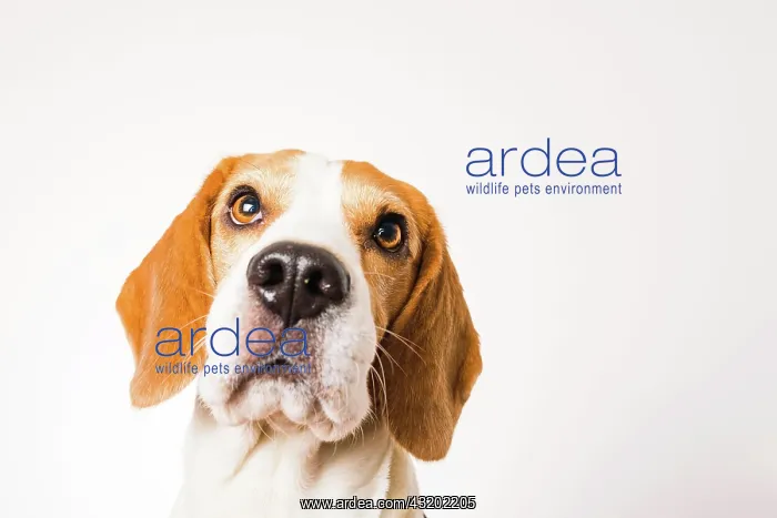  : Beagle, Male, Portrait