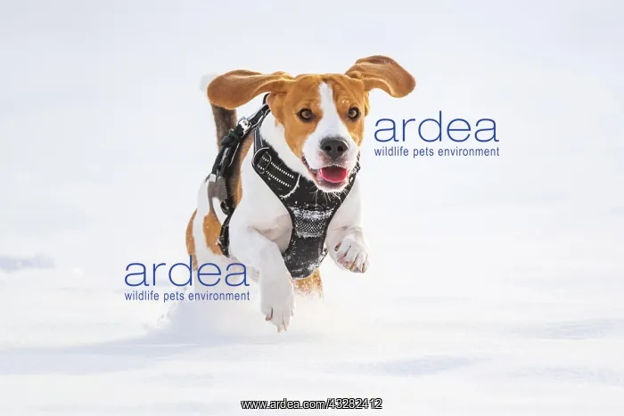 : Beagle, male, running through snow, Austria, Europe : Beagle, male, running through snow, Austria, Europe