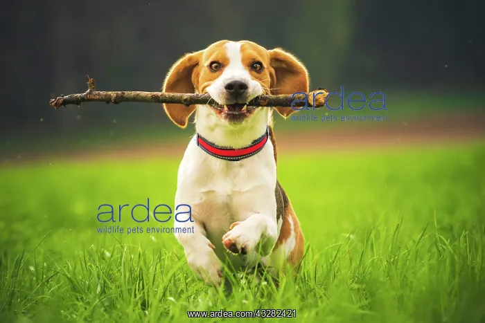 : Beagle, male, running with stick in mouth in a meadow : Beagle, male, running with stick in mouth in a meadow